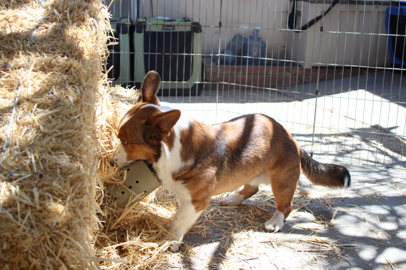 Barn Hunt Barn Hunt