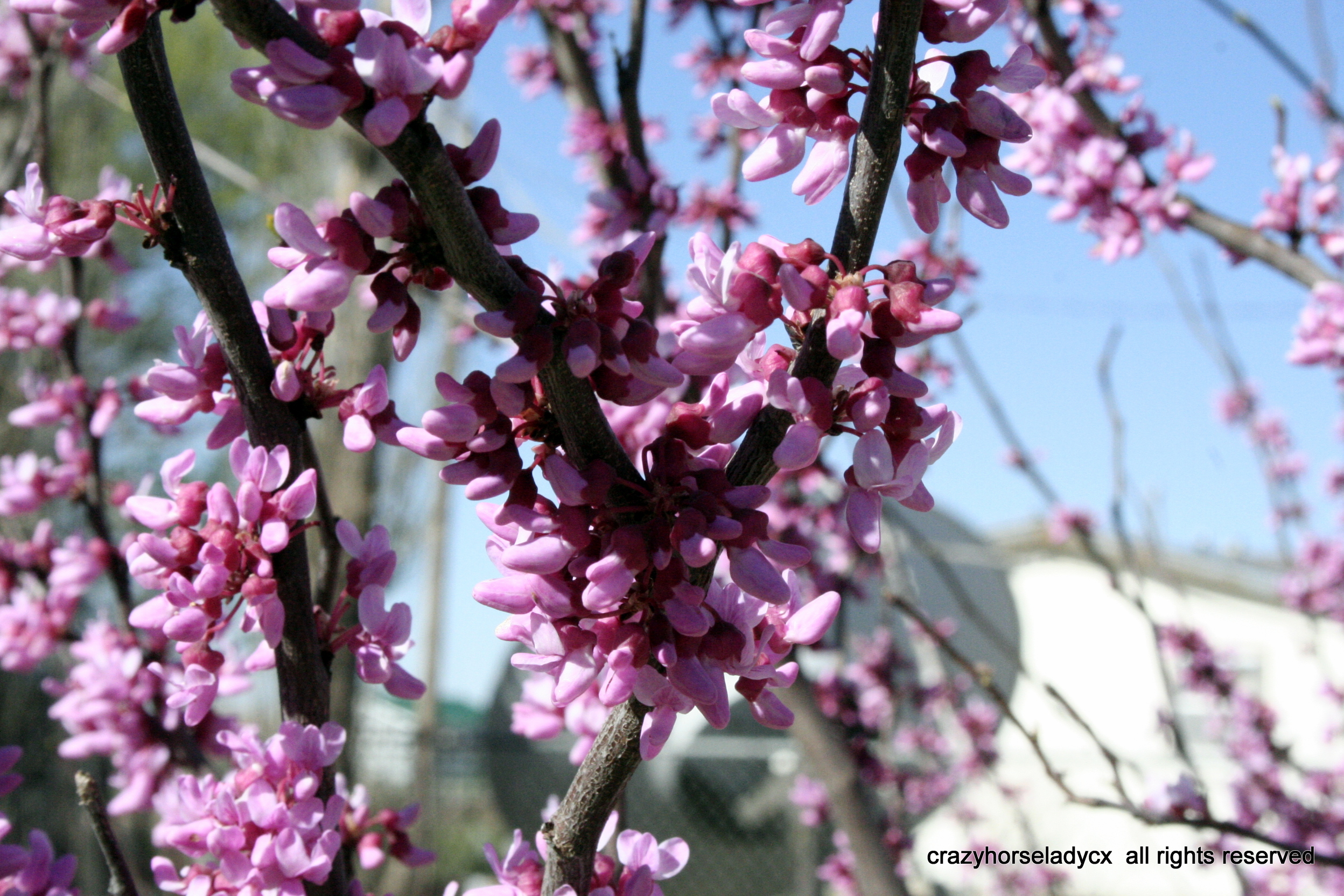 red bud'n bloom ~ crazyhorseladycx all rights reserved