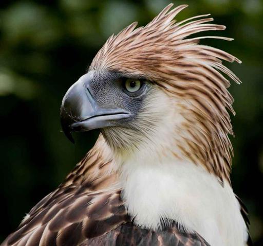 This Is Our Philippine Eagle / myLot