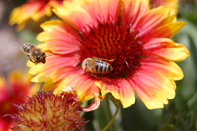 https://commons.wikimedia.org/wiki/File:Bees_on_flower.jpg https://commons.wikimedia.org/wiki/File:Bees_on_flower.jpg