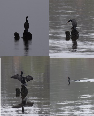 Photos by DW Davis (c)2016 Photos by DW Davis (c)2016