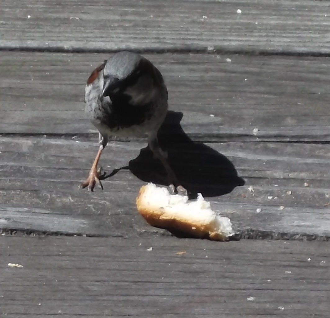A sparrow getting bread on our back deck, photo taken by me