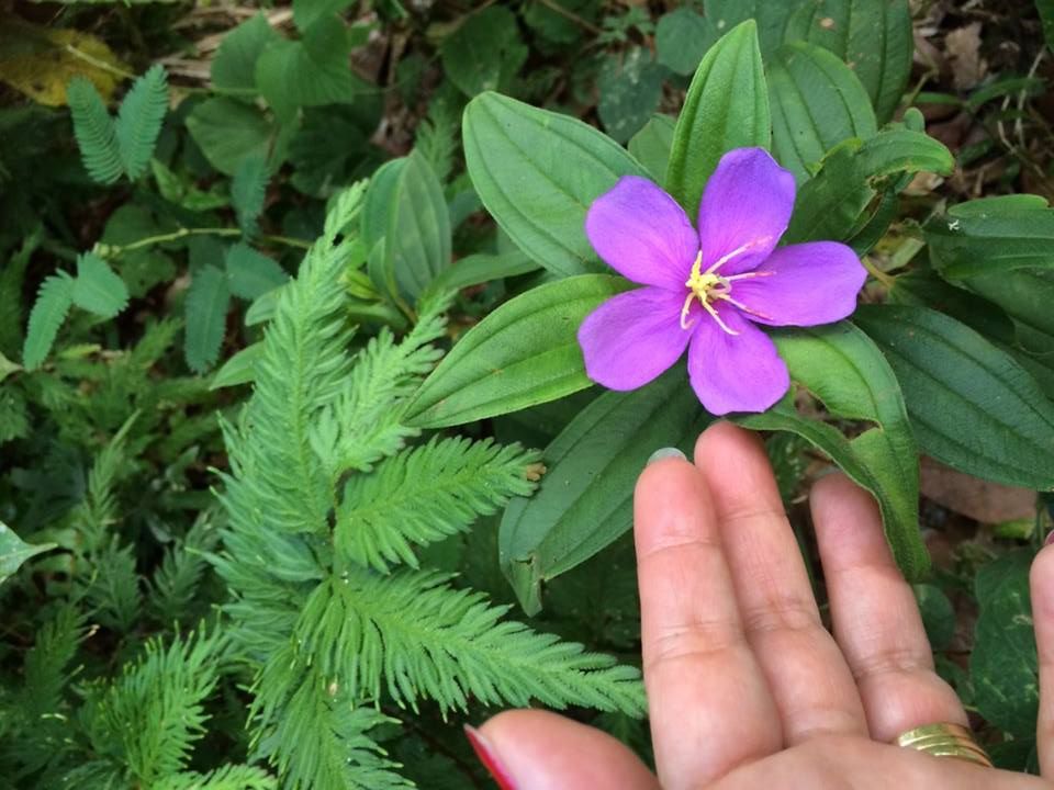 wild flower..*epiffanie* wild flower..*epiffanie*