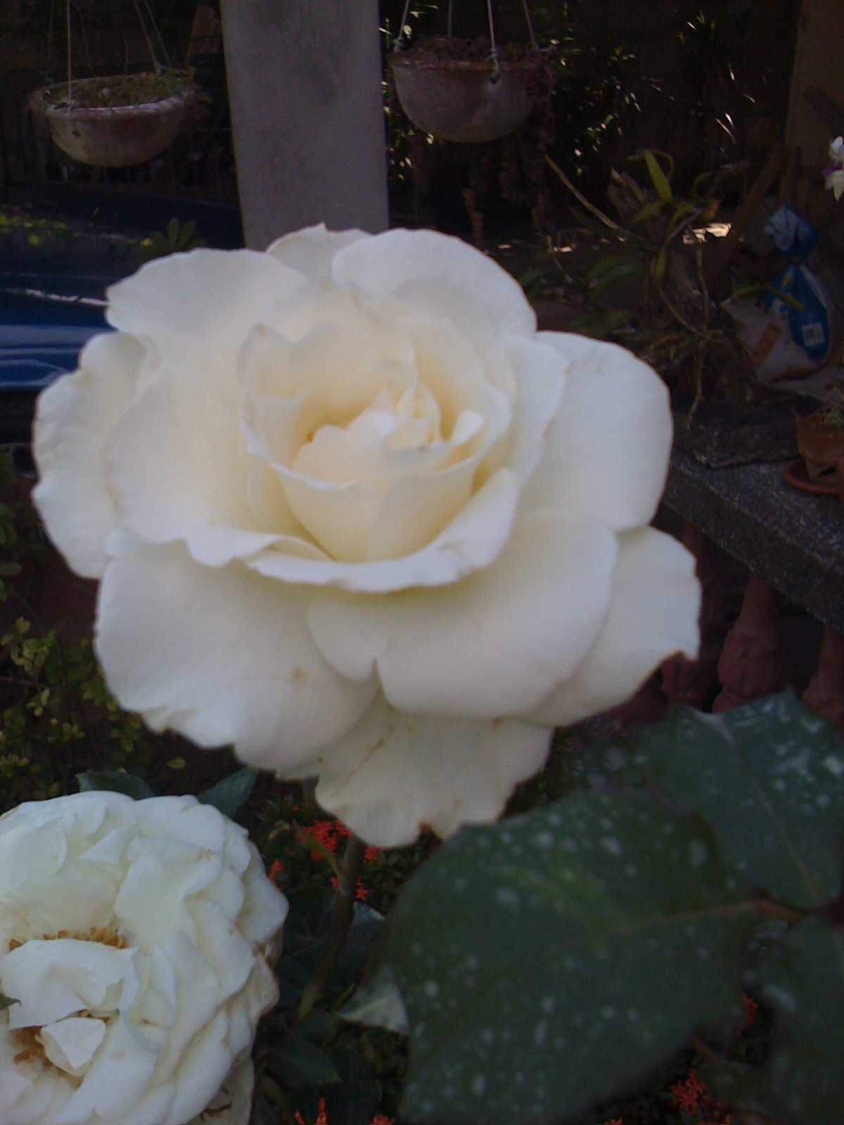 a white rose, bought by my big brother to be planted in our garden a white rose, bought by my big brother to be planted in our garden
