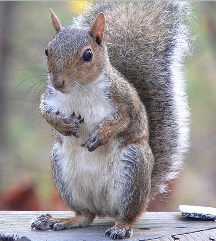 Pixabay, squirrel Pixabay, squirrel