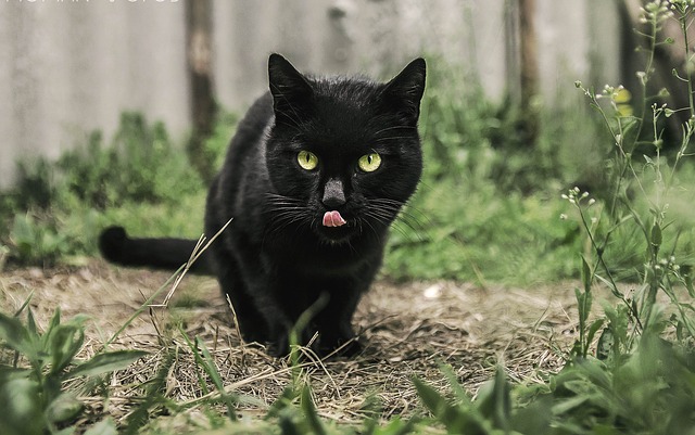 Now just what is that cat going to eat? Now just what is that cat going to eat?