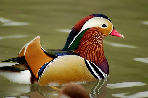 Male Mandarin Duck Male Mandarin Duck