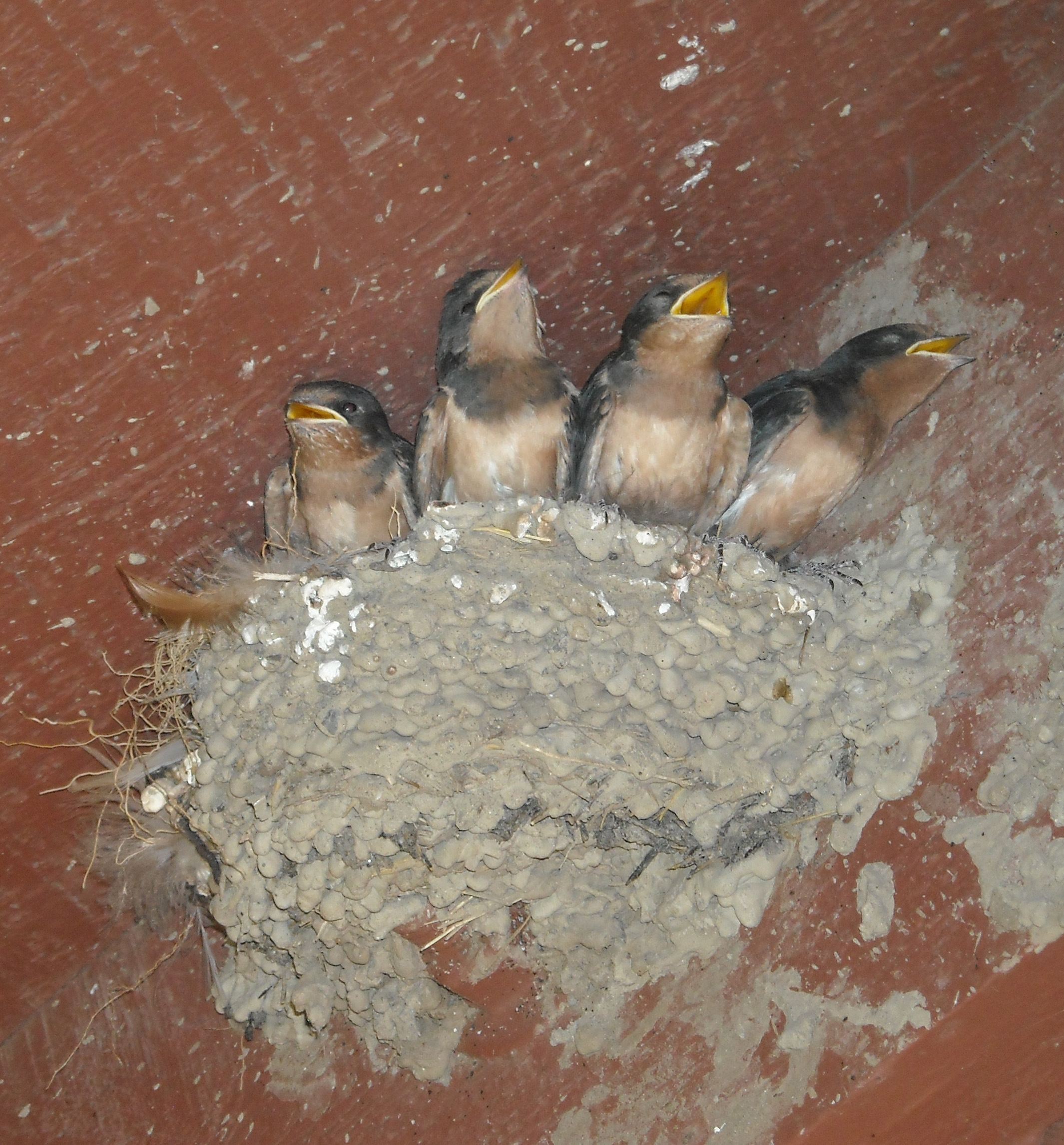 Baby birds in the nest Baby birds in the nest