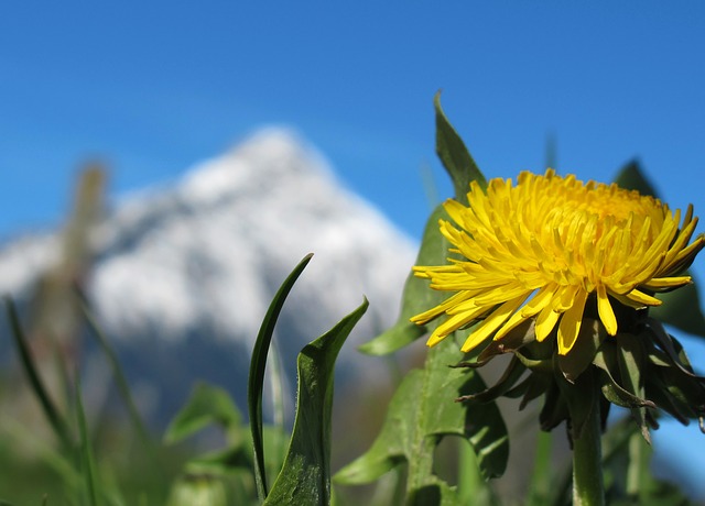 Do you spray your dandelions or would you rather eat them? Do you spray your dandelions or would you rather eat them?