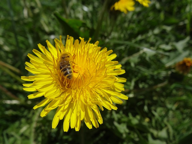 Pixabay free image - dandelions