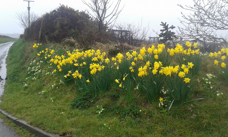 Daffodils in the mist.