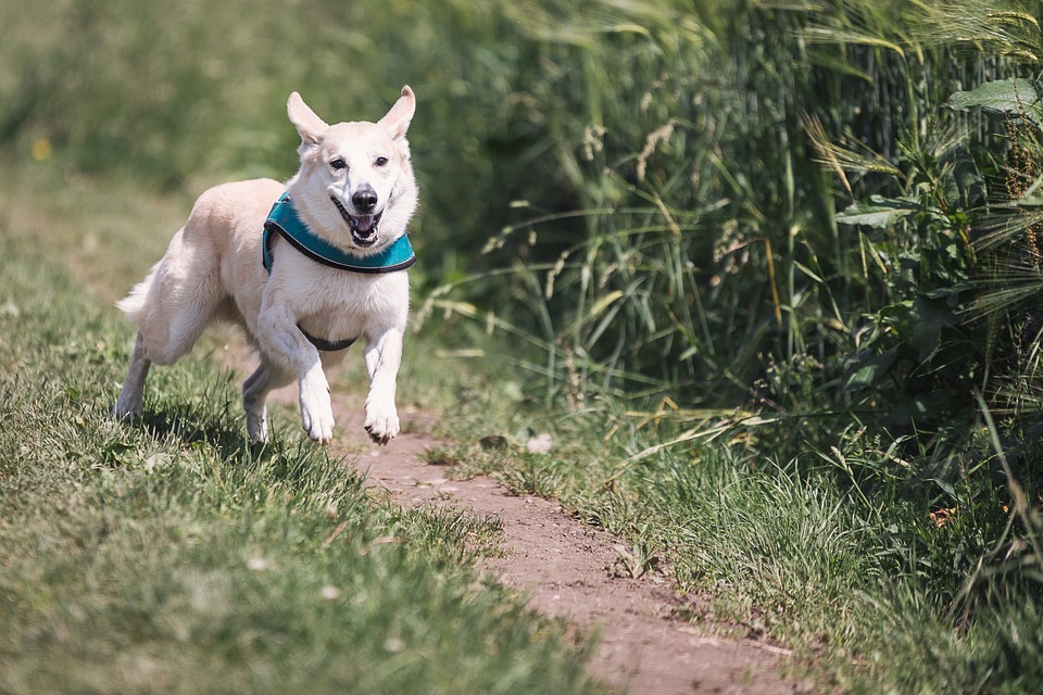 Photo is from https://pixabay.com/en/dog-race-fun-animal-pet-play-run-644111/
