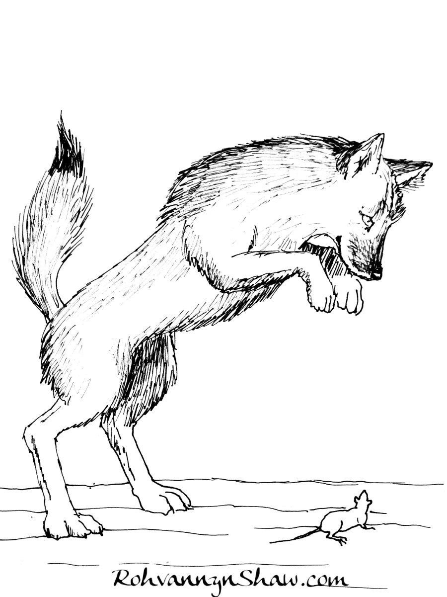 Jumping Coyote Jumping Coyote