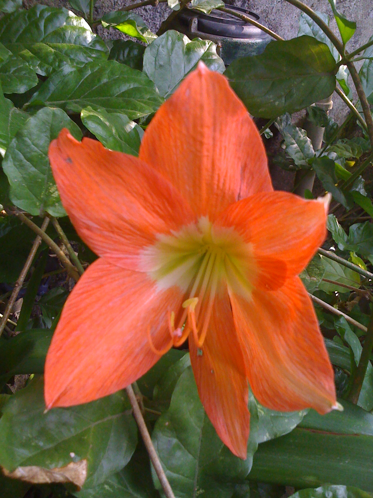 an orange flower from our lawn an orange flower from our lawn