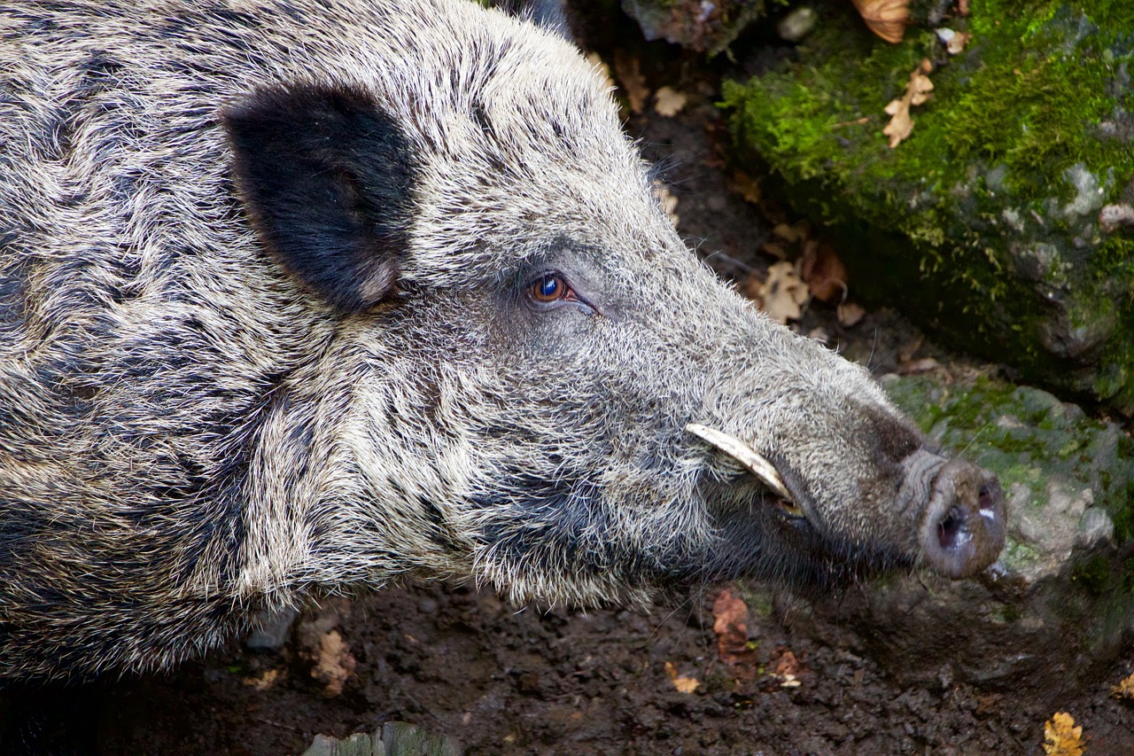 https://pixabay.com/en/nature-animals-wild-boar-boar-980145/