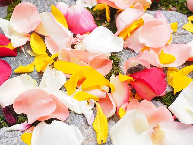 Some people's brains are about as scattered as these petals! Some people's brains are about as scattered as these petals!