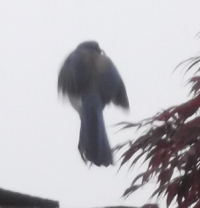 Blue jay flying away as I was taking a picture--why can't they ever stop and pose? Blue jay flying away as I was taking a picture--why can't they ever stop and pose?