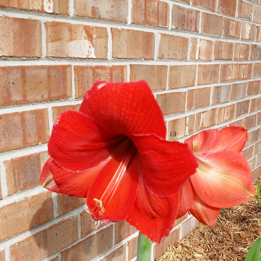 Red Amaryllis, Spring 2016
