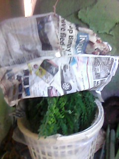 moringa,leaves moringa,leaves