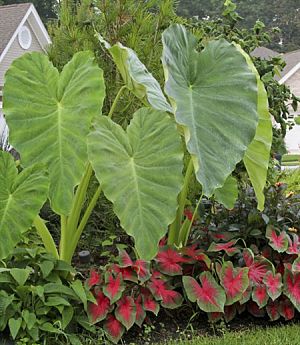 elephant ears elephant ears