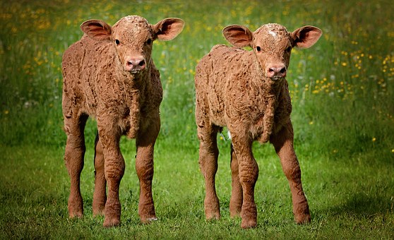 Identical twin calves from Pixabay