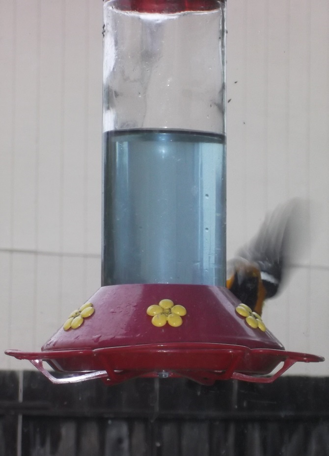 Oriole at our hummingbird feeder, 4-9-16 Oriole at our hummingbird feeder, 4-9-16