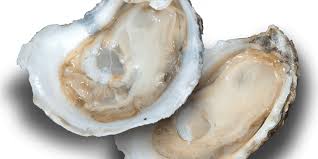 oyster oyster
