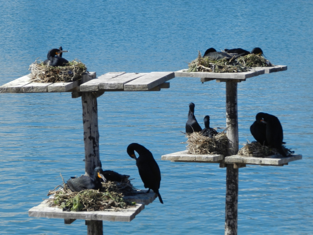 Birds nesting Birds nesting