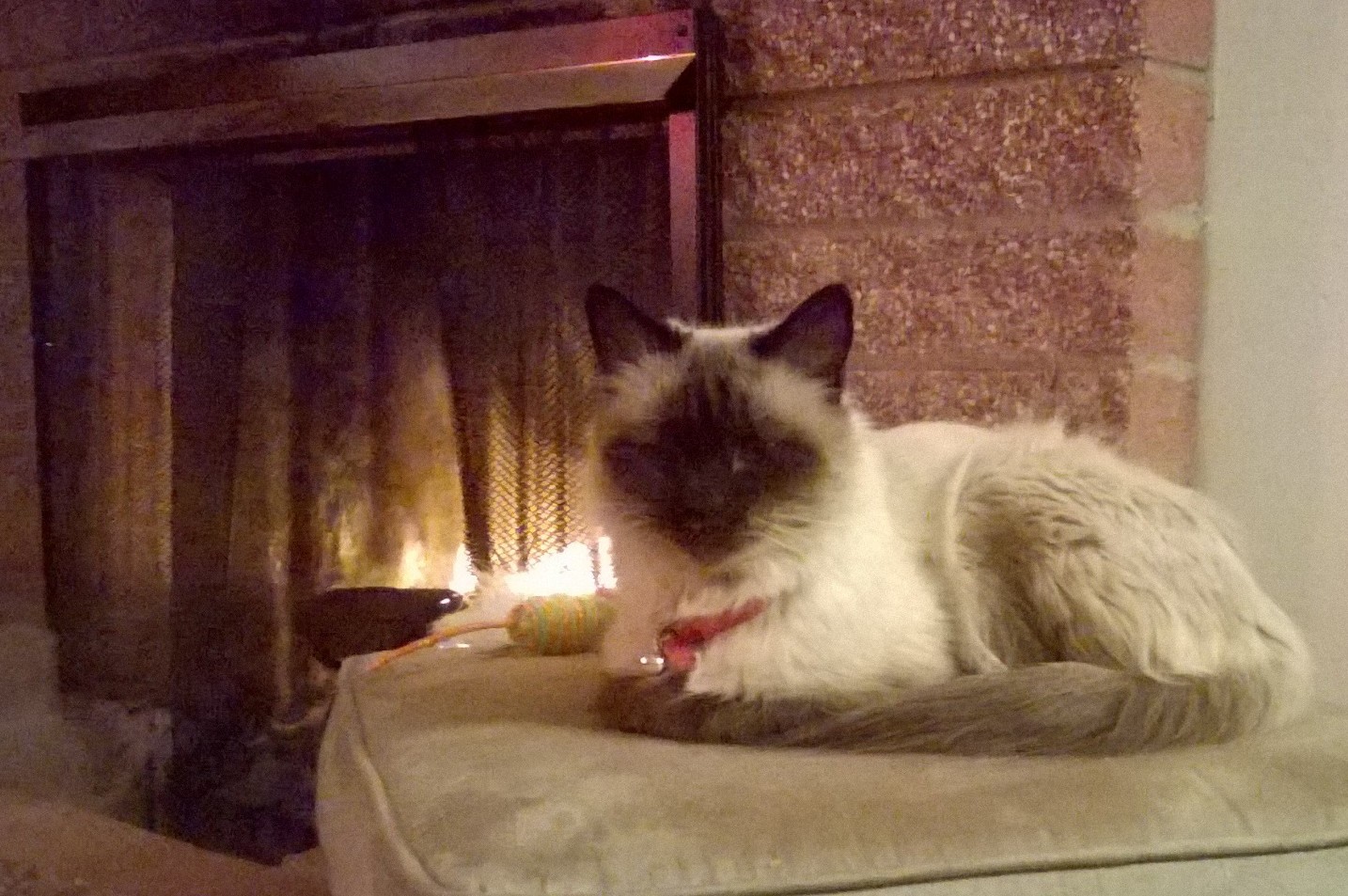 Gabby on her throne with her cat toy and enjoying the fire