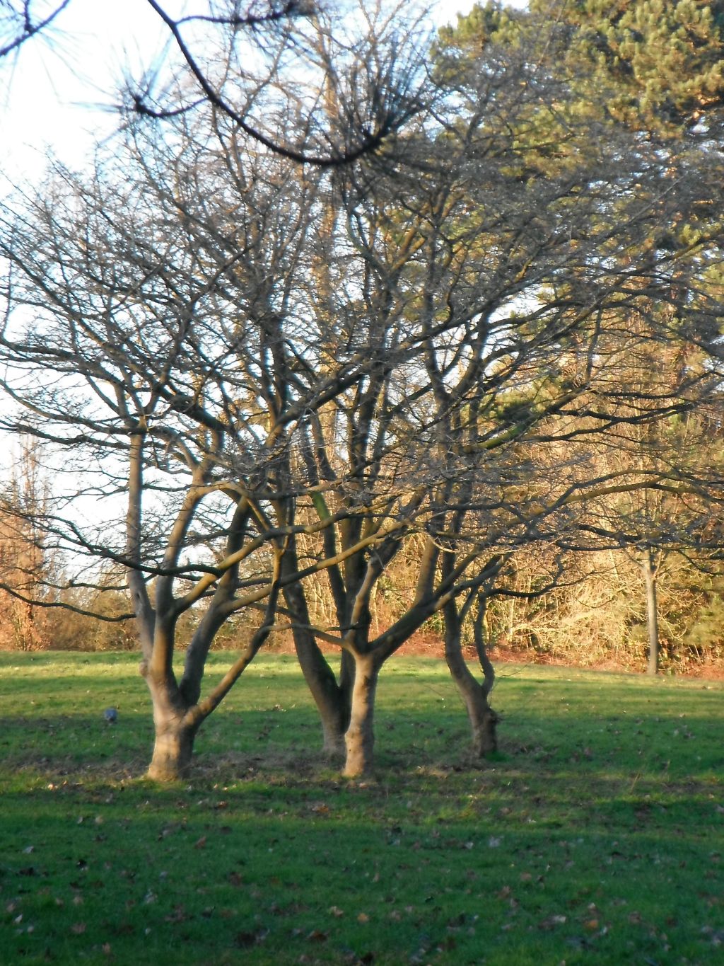 Photo taken by me - trees - Bruntwood Park Manchester