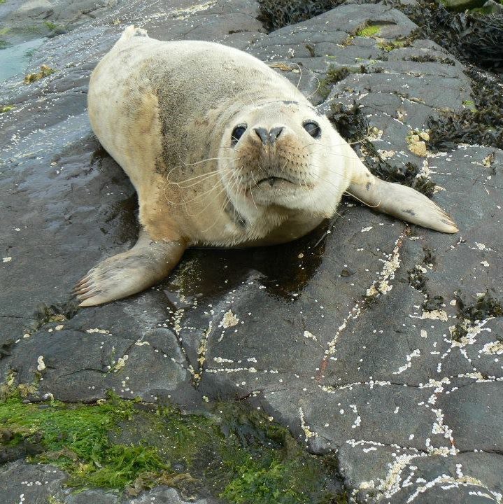 It's a cute seal, because it's cute.
