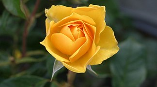 rose