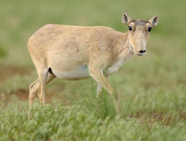 The Saiga- It looks like an animal from the Star Wars' cantina!