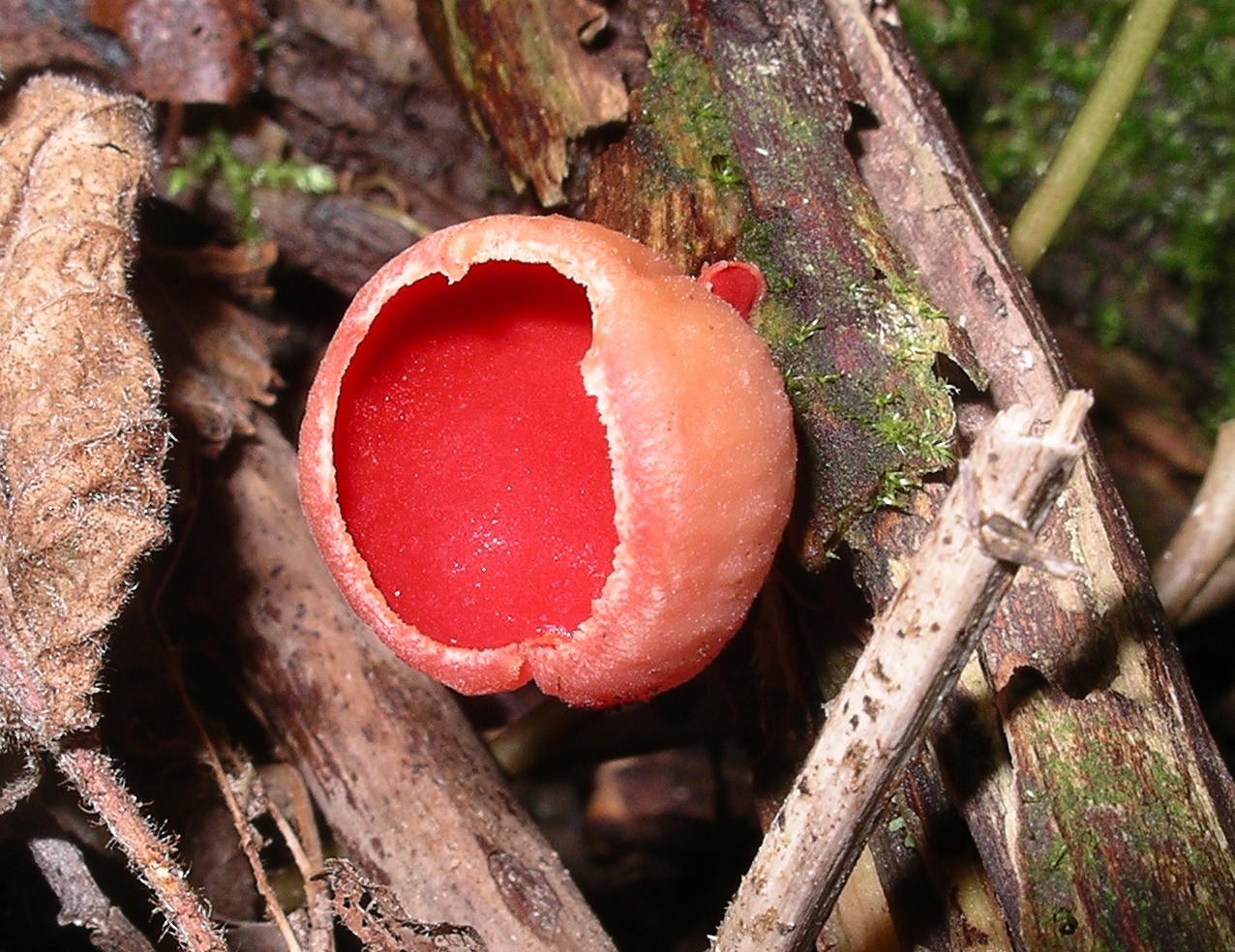 Scarlet elf cap is both an edible and medicinal fungus