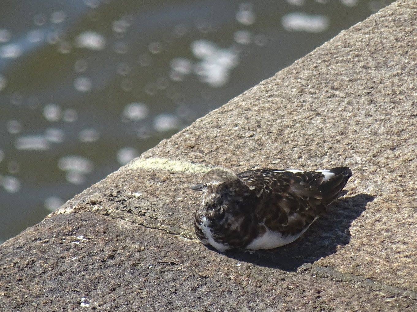 Turnstone by frances 