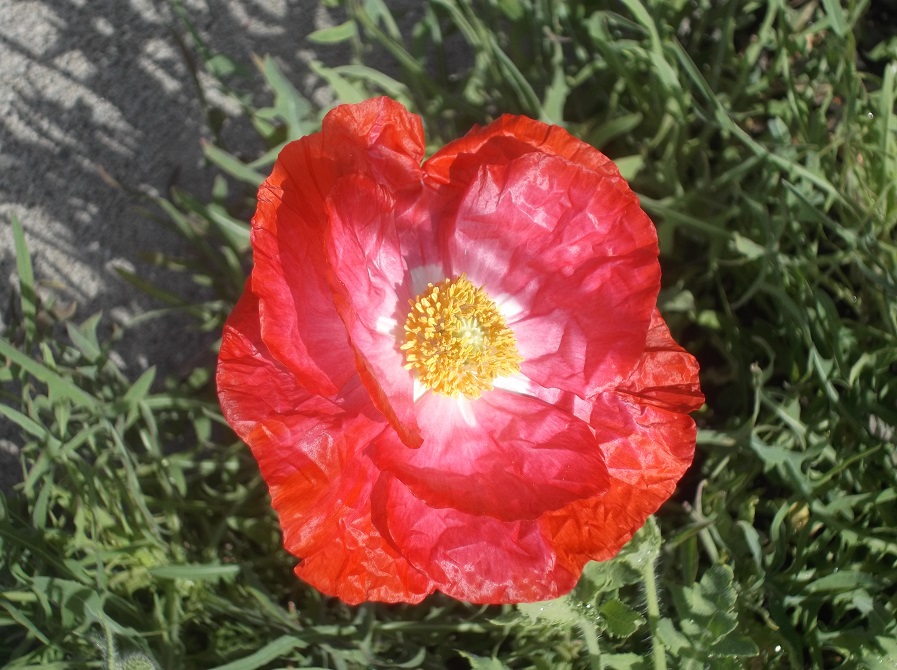 Taken on a morning walk 4-14-16 Taken on a morning walk 4-14-16