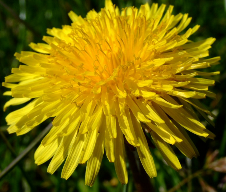 free image of dandelion