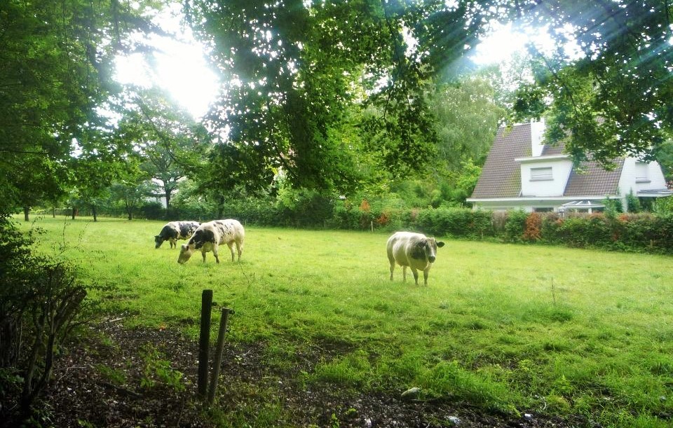 My photo of an English field