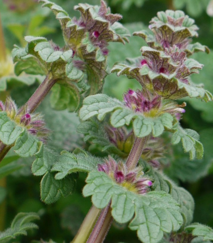 free image of henbit