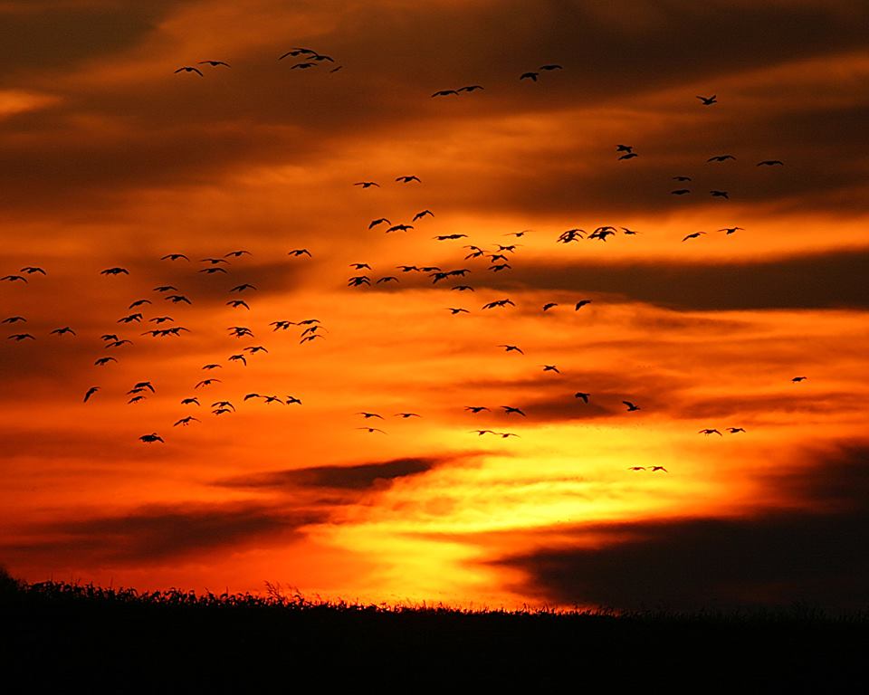 spring snow geese spring snow geese