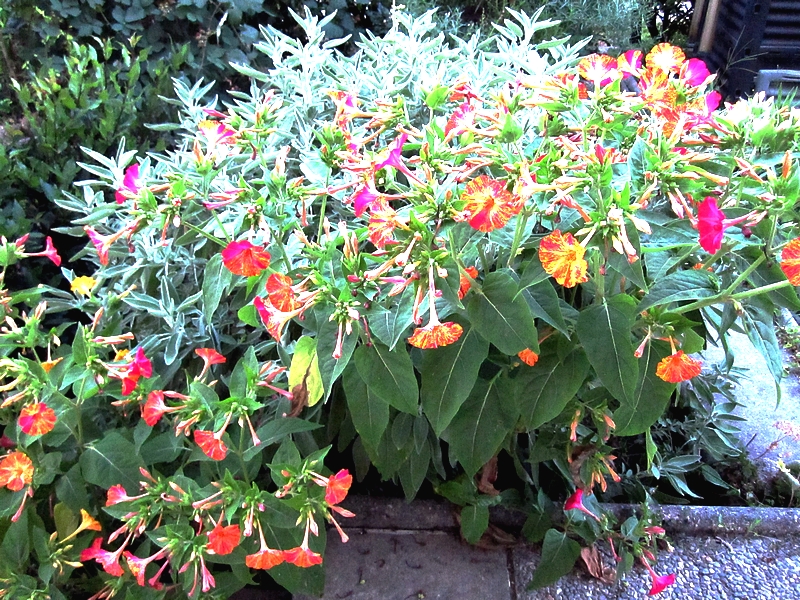 Myrabilis Jalapa plant from LadyDuck garden