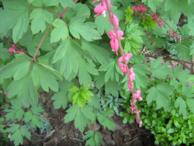 bleeding heart bush,