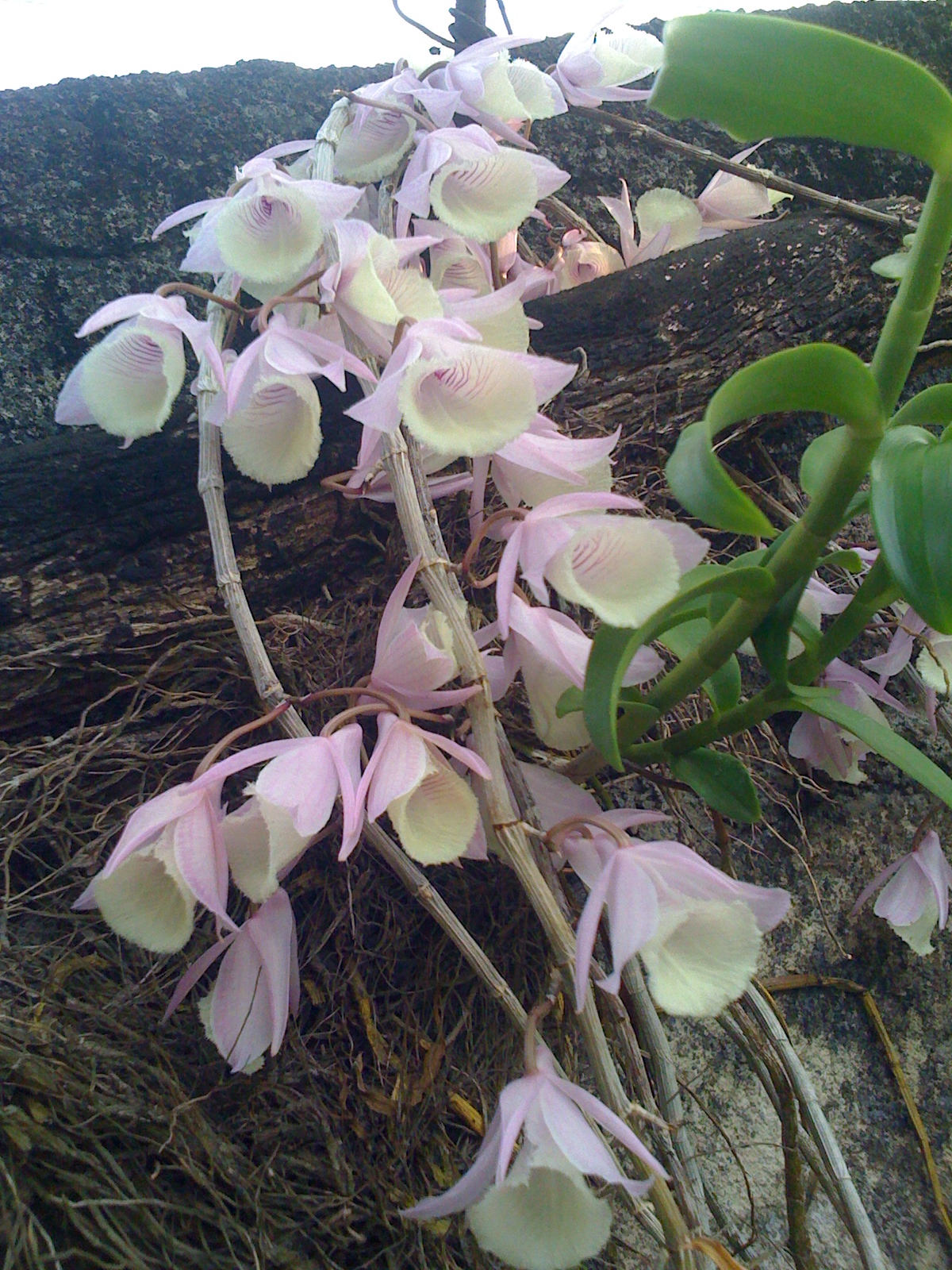 our orchids are blooming again