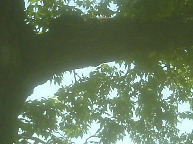 Morning in the trees, Salina Morning in the trees, Salina