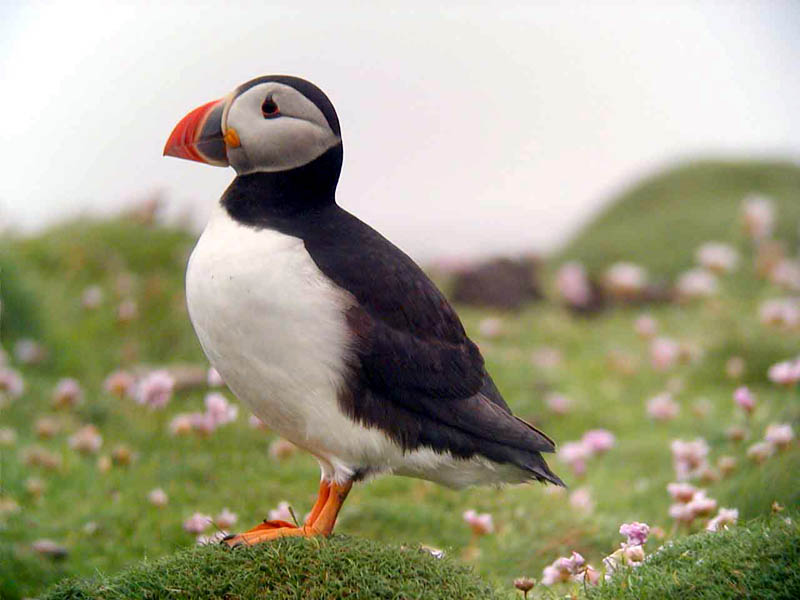 Puffin Puffin