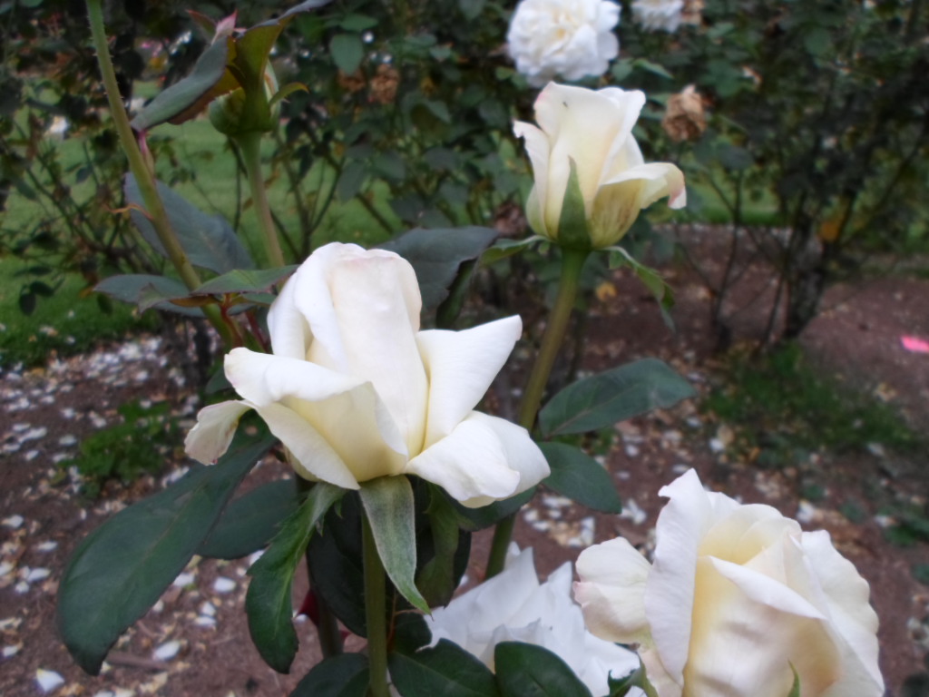 rose rose