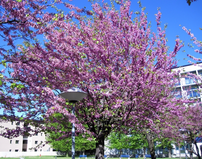 The trees in front of the hospital, photo by LadyDuck