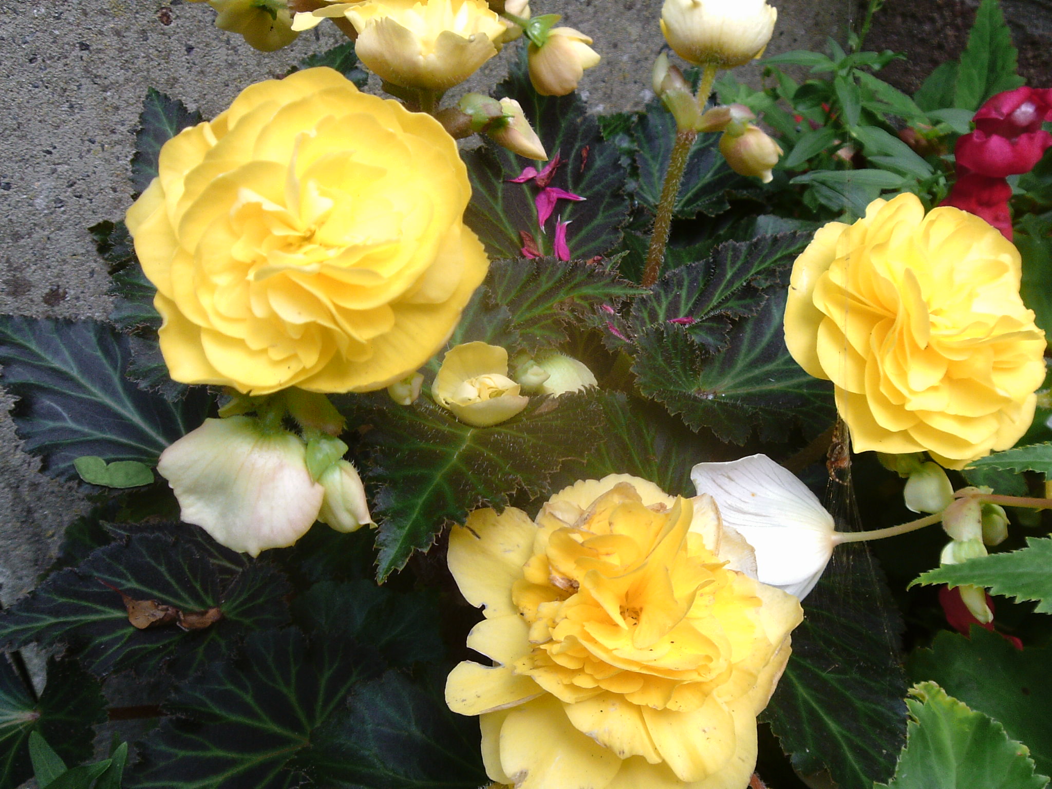 More begonias in my garden.