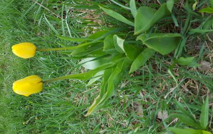 Tulips Tulips