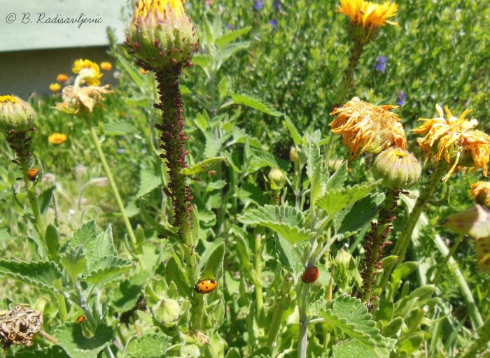 Ladybugs Controlling Aphids Ladybugs Controlling Aphids
